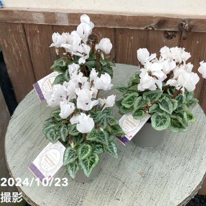 K[fVN uVl[W BlancheNeige 3×3Zbgb04-PA