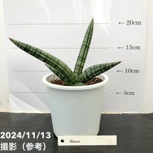 TXxA 4 RR Roccoiqjbϗt02-D2