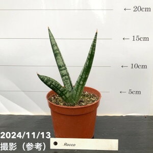 TXxA 3 RR Roccoiqjbϗt02-D2