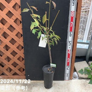 ~ Ii䂠ˁj4O|bg PVPbʎ04-PA