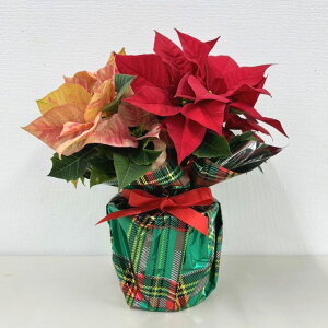 |CZ`A 2FA 3.5 NX}Xdlb10-TU