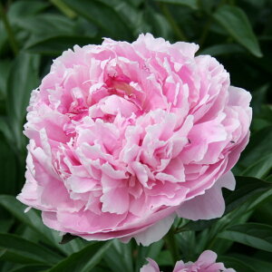 䉖 VNN 7 Txi[b04-PA