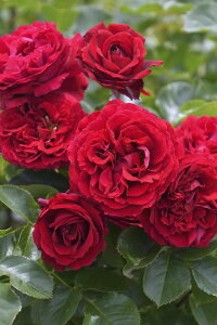 �o����c �v�����^�W�l�b�g 7�� ���T�E�I���G���e�B�X�b�Ԗ�04-PA