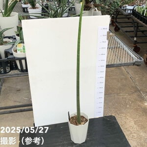 TXxA 6 X^bL[ vdlbs200bϗt02-D2