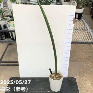 TXxA 6 }CECobg vdlbs200bϗt02-D2