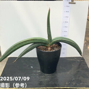 yi͂ 劔zTXxA 8 oiiiS158jbϗt02-D2