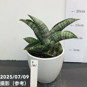 yi͂zTXxA 4 CIn[g 픫dliS160jbϗt02-D2