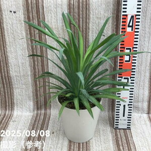 bJ 6 fXeBA[iiYucca desmetianajbԖ01-D1