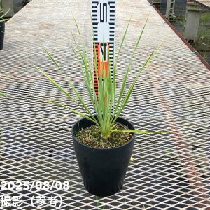 bJ 6 Xg[^ Tt@CAXJCYiYucca rostrata Sapphire SkiesjbԖ01-D1