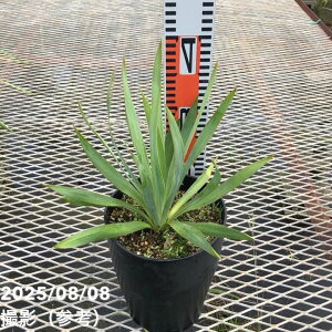 bJ 6 Vo[Ajo[T[iYucca Silver AnniversaryjbԖ01-D1