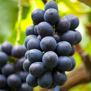 y\zuhE iKmp[v 4O|bg }ؕc 1N PVP 2025N12{ȍ~\bʎ10-TU