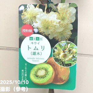 キウイフルーツ トムリ オス受粉樹用 4号ロングポット|果樹04-PA