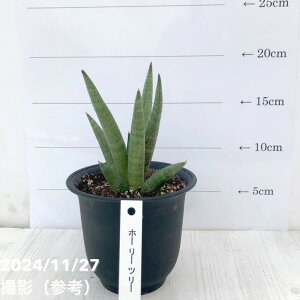 TXxA 3.5 z[[c[ vbϗt02-D2