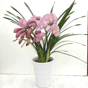 e[uVrW[ sNn 3{A[` 5 ͂10xꍇ܂Bbm10-SA