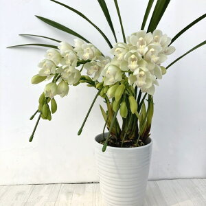 e[uVrW[ n 3{A[` 5 ͂10xꍇ܂Bbm10-SA