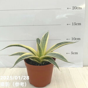 TXxA 3 TCAS[hbϗt02-D2