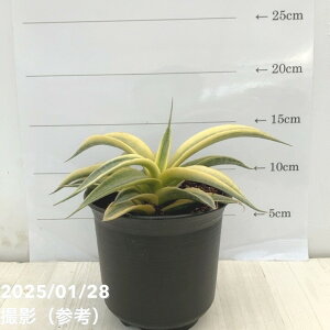 TXxA 4 TCAS[hbϗt02-D2