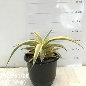 TXxA 5 TCAS[hbϗt02-D2