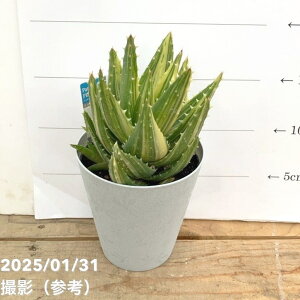 AG s Aloe nobilis variegata 4bϗt10-TU