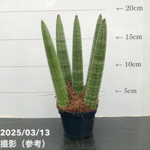 TXxA 3p LhJ 6-7cm|bgݎdlbϗt02-D2