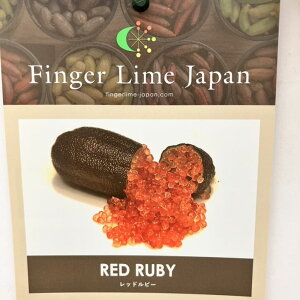 ӂ[ tBK[C 5 bhr[isjbkbʎ10-CO