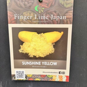 こるふぁーむ フィンガーライム 5号 サンシャインイエロー(代引き不可)|柑橘|果樹10-CO