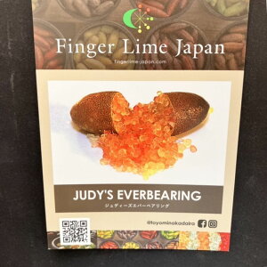 こるふぁーむ フィンガーライム 5号 ジュディーズ エバーベアリング(代引き不可)|柑橘|果樹10-CO