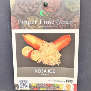 ӂ[ tBK[C 5 TACXisjbkbʎ10-CO