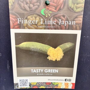 ӂ[ tBK[C 5 eCXeB[O[isjbkbʎ10-TU