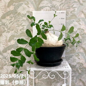 yi͂ztBIiN tNxXbϗt04-PA