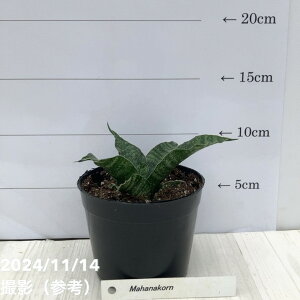 TXxA 3.5 }niR Mahanakorniqjbϗt02-D2