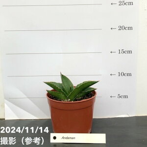 TXxA 3.5 A_} Andamaniqjbϗt02-D2