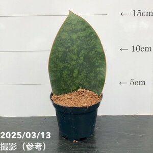 TXxA 3p }b\jAi 6-7cm|bgݎdlbϗt02-D2