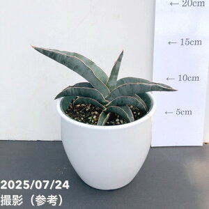 TXxA 4 uX^[u[ 픫dlliv݁jbϗt02-D2