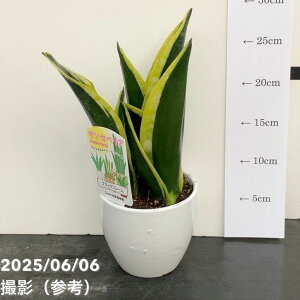 TXxA 4 ubNt[ 픫dlbϗt02-D2