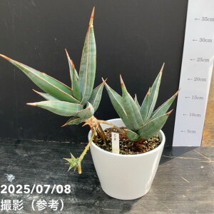 yi͂zTXxA 5 sMLiq1tj픫dliS8jbϗt02-D2