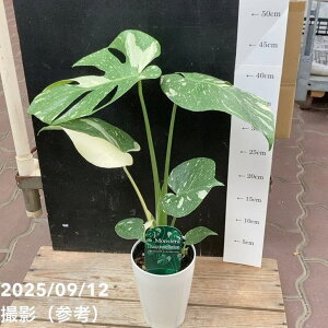 �����胂���X�e�� �^�C�R���X�e���[�V���� 4�������O�b�ϗt04-PA