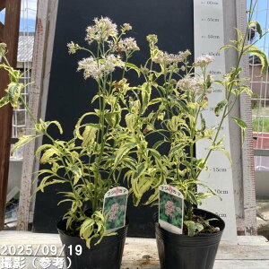 斑入りフジバカマ 4号×2鉢セット|草花04-PA