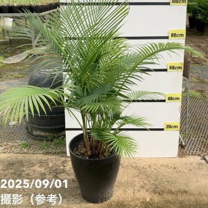 xjAV 10bs200bϗt01-D1