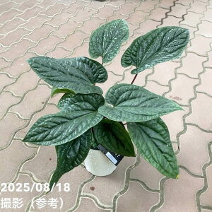 �A���X���E�� ���N���A���X×���f�B�J���X 5���b�ϗt04-PA