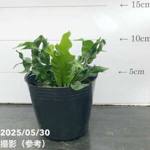 AXvjE vJ[c GCg[ 3bϗt10-TU