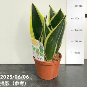 TXxA 4 ubNt[ Ydlbϗt02-D2