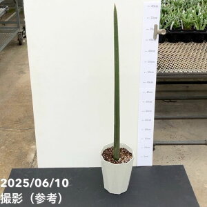 TXxA 6 tBbV[bs200bϗt02-D2