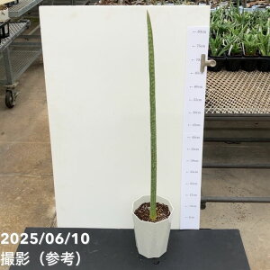 TXxA 6 roxburghianabs200bϗt02-D2