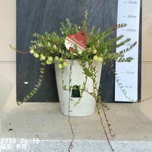 クランベリー 5号|果樹04-PA