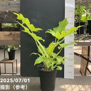 yi͂ztBfh [ZEBbV[to 4iMI7jbϗt04-PA