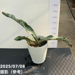 TXxA 6 }tBKbϗt02-D2