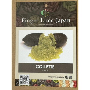こるふぁーむ フィンガーライム 5号 コレット(代引き不可)|柑橘|果樹10-CO