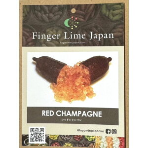 ӂ[ tBK[C 5 bhVpisjbkbʎ10-CO