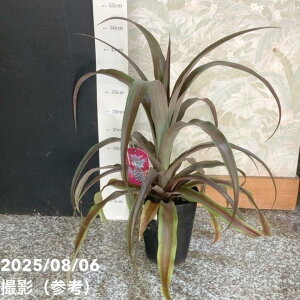 pCibv ~ MILA 5bϗt04-PA